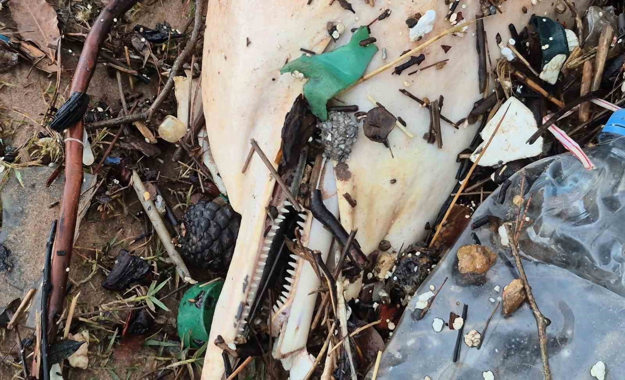 BARTIN'DA DEV DALGALARLA BİRLİKTE ÖLÜ BİR YUNUS BALIĞININ KALINTILARI SAHİLE VURDU.