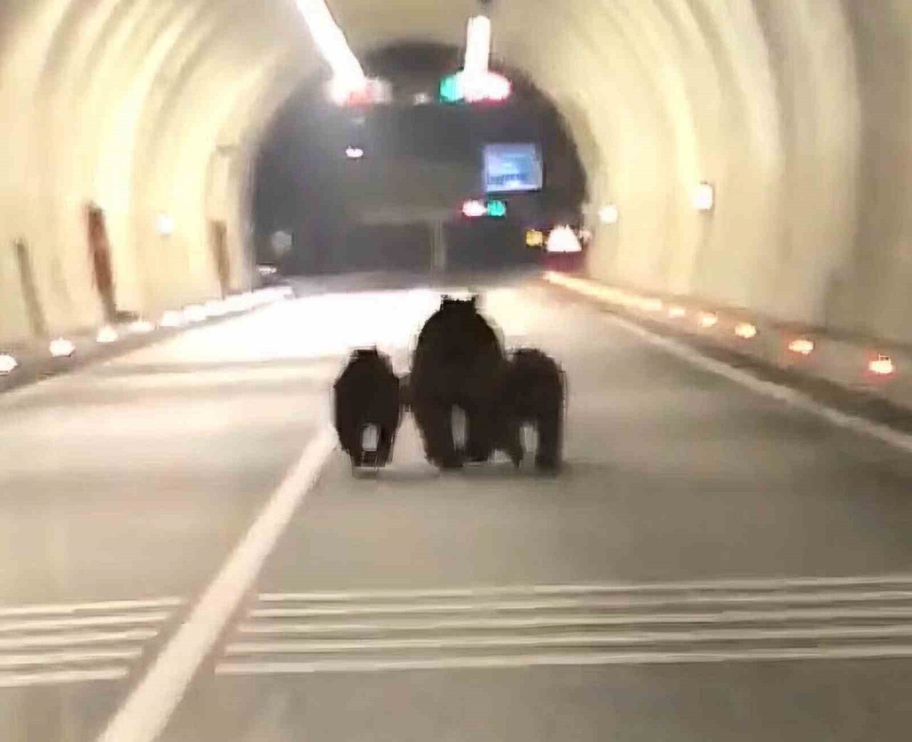 BARTIN'IN AMASRA İLÇESİ GİRİŞİNDE YER ALAN 1100 METRELİK TÜNELDE 3 AYI GÖRÜNTÜLENDİ. AYILAR...