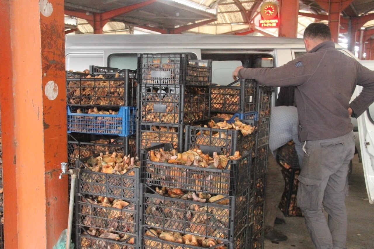 BAYRAMİÇ İLÇESİNDE, KAZ DAĞLARI'NIN KUZEY YAMAÇLARINDAKİ KÖYLERDE TOPLANAN VE BÖLGEDE 'ÇAM...