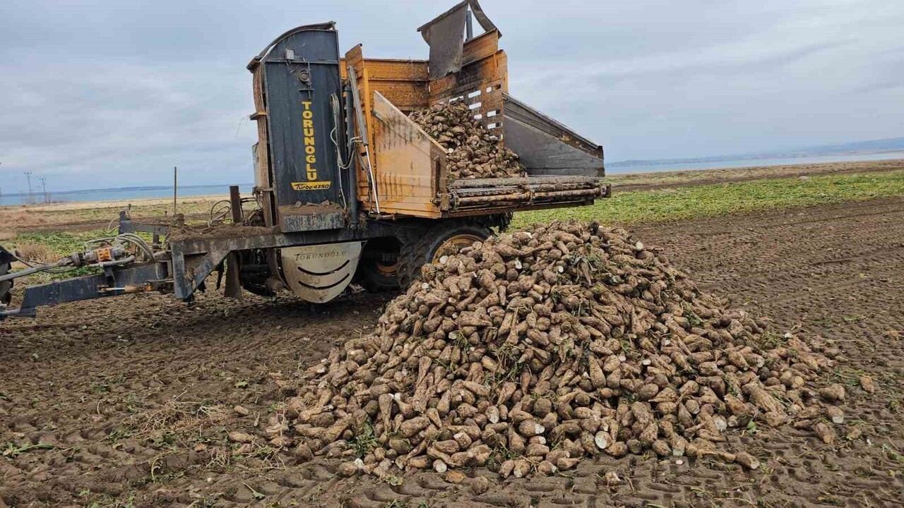 BİTLİS'İN ADİLCEVAZ İLÇESİNDEKİ ÇİFTÇİLER, BÖLGENİN ÖNEMLİ TARIMSAL ÜRÜNLERİNDEN BİRİ OLAN ŞEKER...
