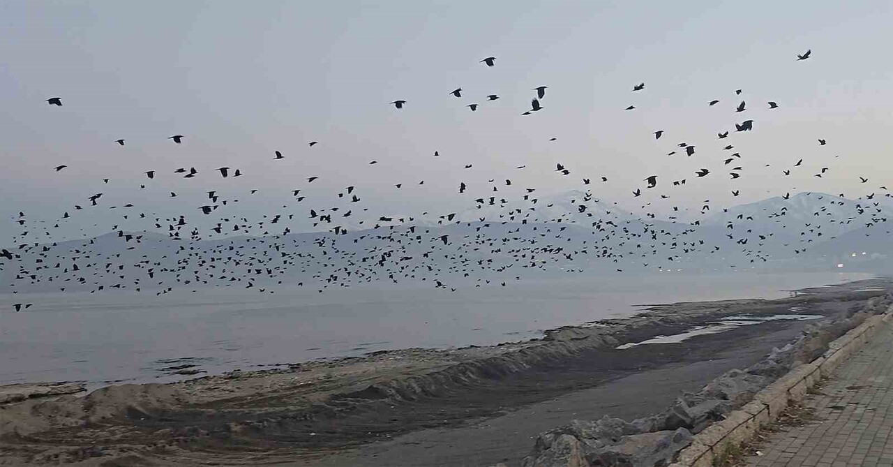 BİTLİS’İN TATVAN SAHİLİNDE AKŞAM SAATLERİNDE GÖKYÜZÜNÜ ANSIZIN KARARTAN BİNLERCE KARGANIN TOPLU...