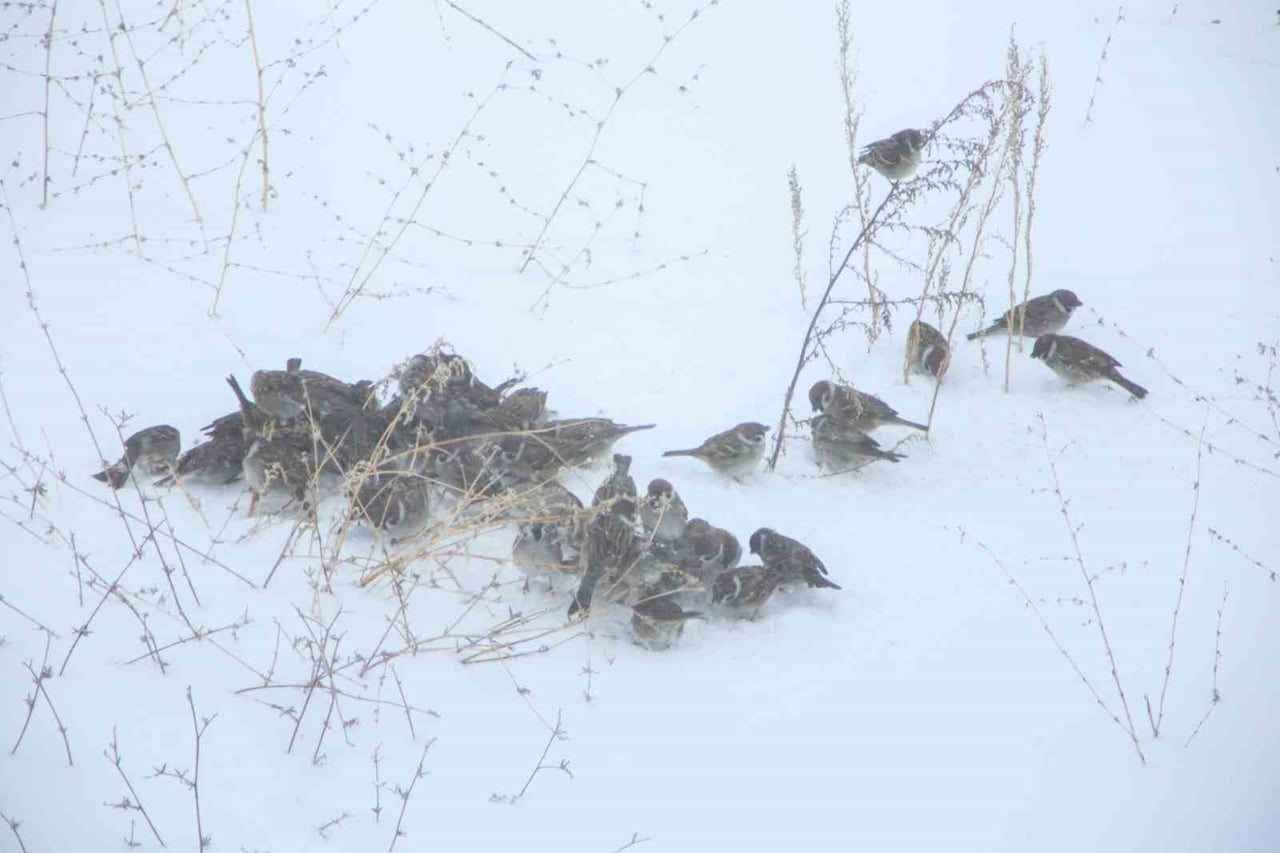 BİTLİS’TE ETKİLİ OLAN YOĞUN KAR YAĞIŞI VE DONDURUCU SOĞUKLAR, HAYATI OLUMSUZ ETKİLEMEYE DEVAM...