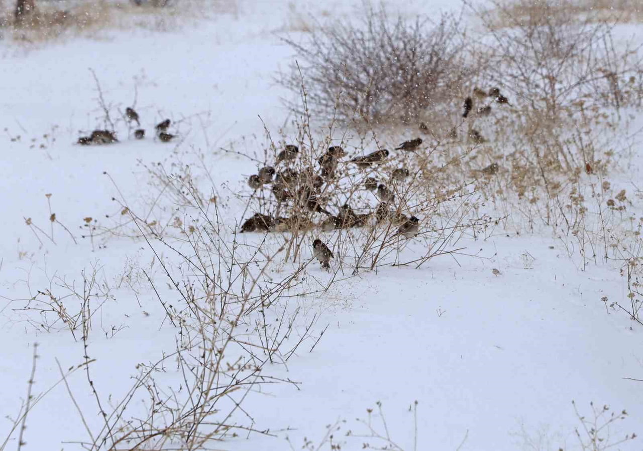 BİTLİS’TE ETKİLİ OLAN YOĞUN KAR YAĞIŞI VE DONDURUCU SOĞUKLAR, HAYATI OLUMSUZ ETKİLEMEYE DEVAM...