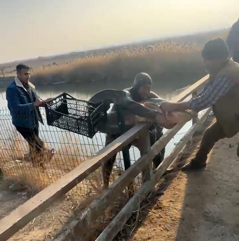 BÖLGEDE "BALIK ADAM" OLARAK TANINAN SUAT ÇETİNDERE, HİÇBİR EKİPMAN KULLANMADAN, BALIKLARI ÇIPLAK...