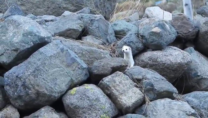 BÖLGEDEKİ DOĞAL YAŞAM ALANLARININ VE YABAN HAYATI KOŞULLARININ BOZULMASINDAN DOLAYI YOK OLMA...