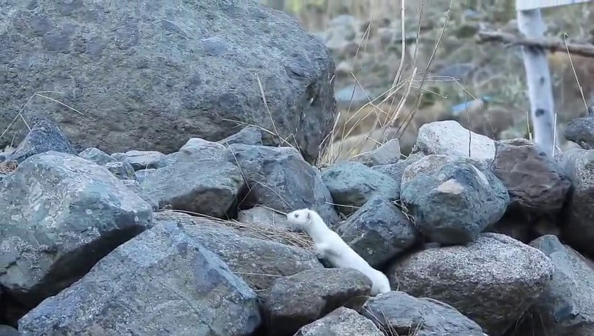 BÖLGEDEKİ DOĞAL YAŞAM ALANLARININ VE YABAN HAYATI KOŞULLARININ BOZULMASINDAN DOLAYI YOK OLMA...