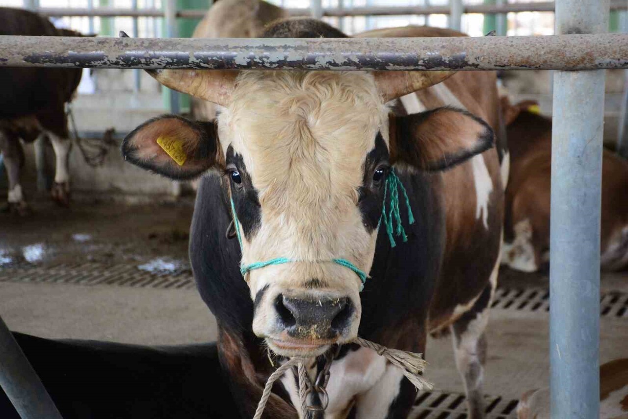 BOLU’DA HAYVANLARDA GÖRÜLEN ŞAP HASTALIĞI NEDENİYLE İL GENELİNDE UYGULANAN KISITLAMALAR, GEREKLİ...