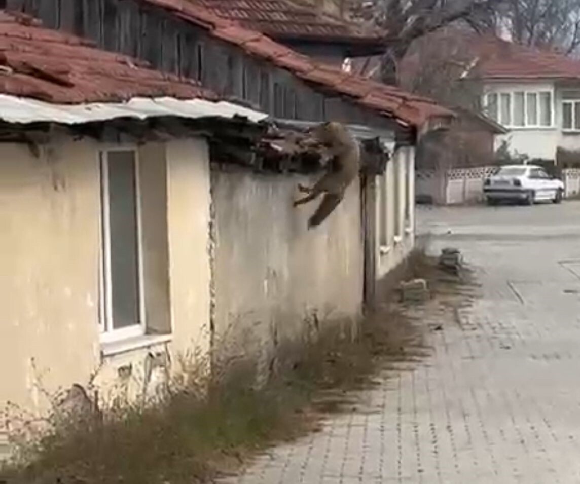 BOLU’DA ŞEHİR MERKEZİNDE GÖRÜNTÜLENEN BİR TİLKİNİN, KÖPEK SESLERİNİ DUYUNCA YAŞADIĞI PANİK...