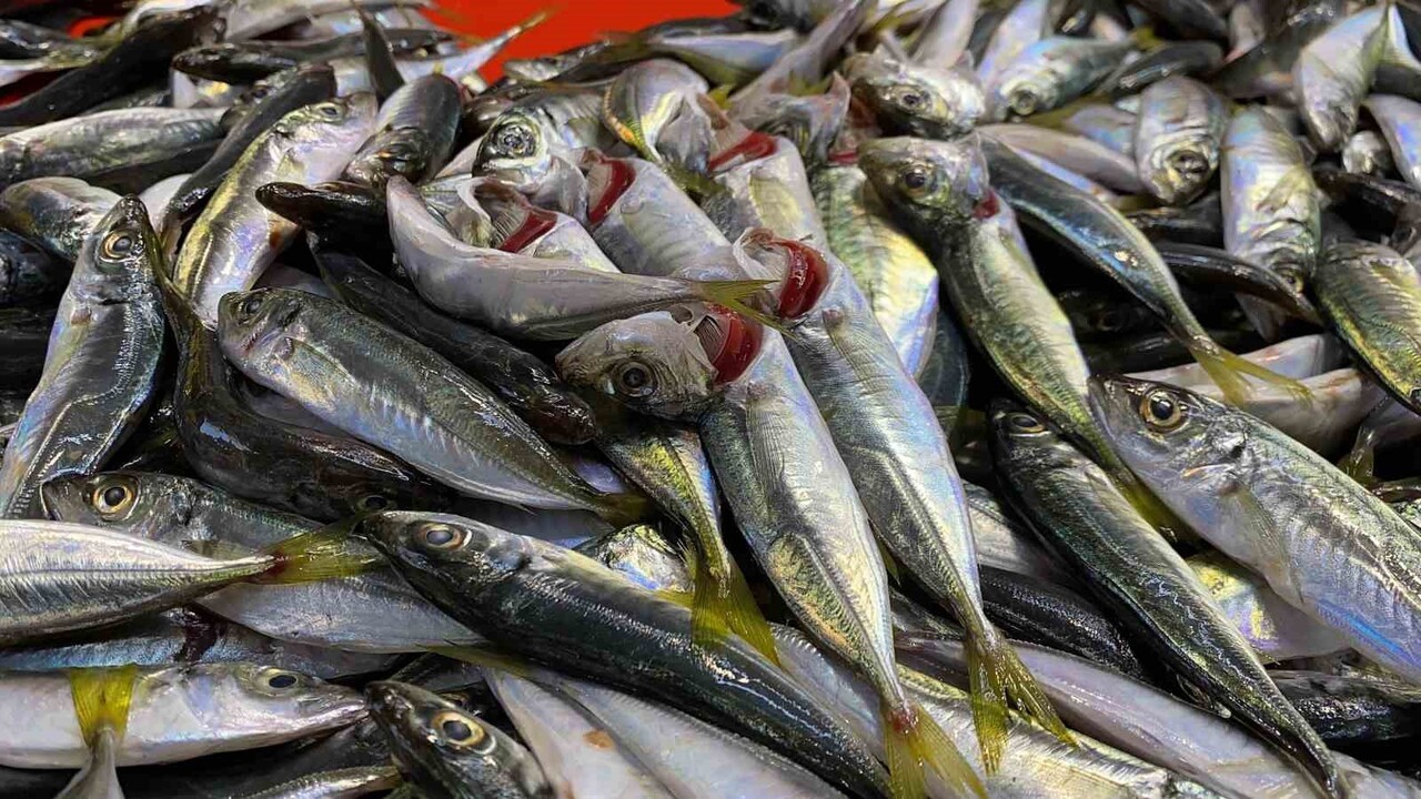 BOLU’DA UZUN YILLARDIR BALIKÇILIK YAPAN İLHAN BAŞARAN, BALIĞIN TAZELİĞİNİN GÖZÜNDEN...