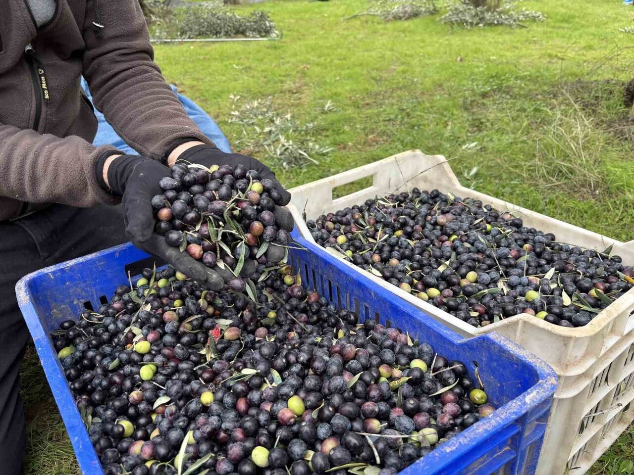 BU YIL YAĞLIK ZEYTİN ÇOK AZ, TARLADA 160 ALINAN ZEYTİN MARKETLERDE 500 LİRAYA SATILMASINA...