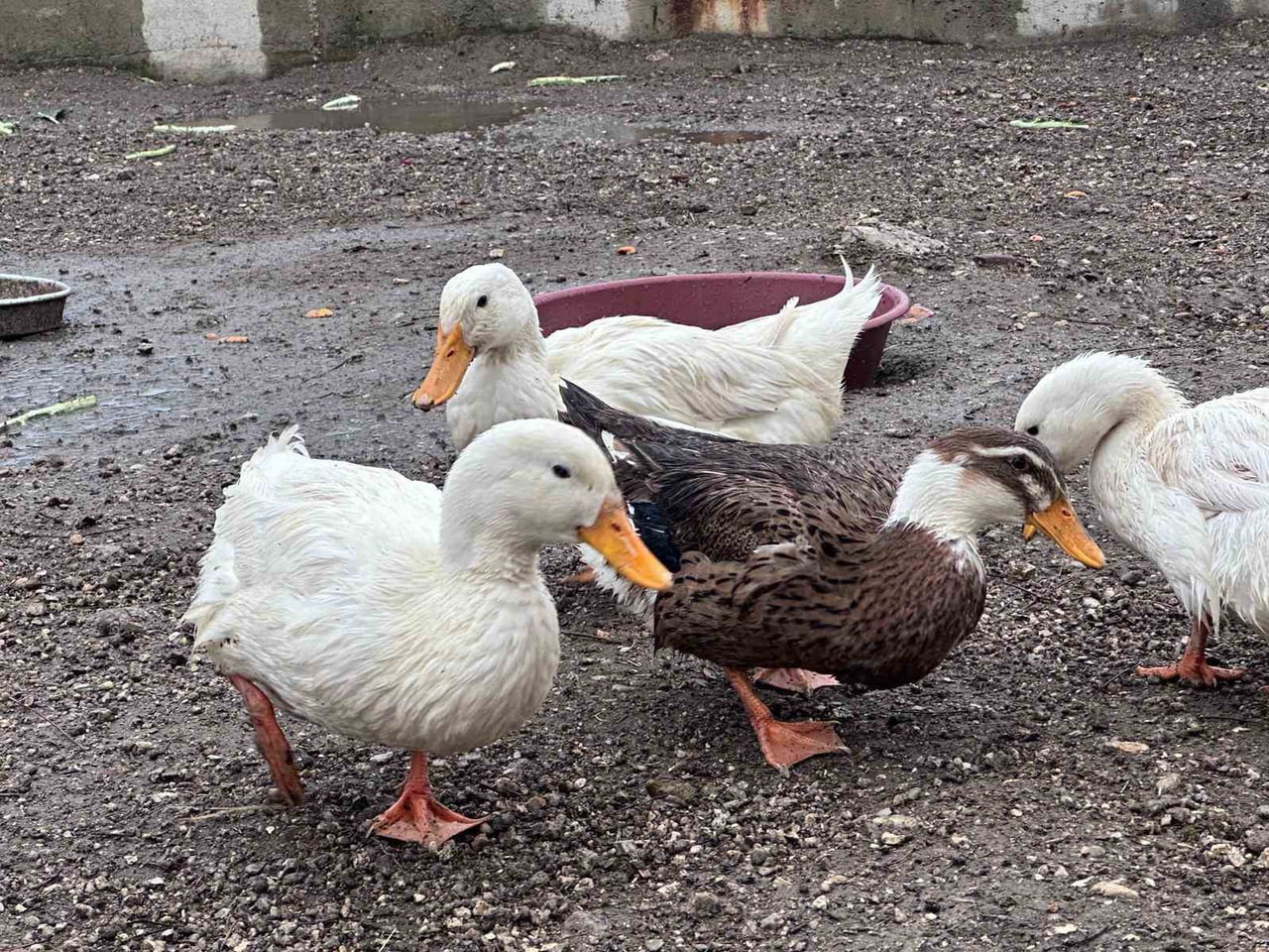 BULDAN GENÇLİK MERKEZİNDE MİNİK KALPLERE HAYVAN SEVGİSİ AŞILAMAK İÇİN MİNİ HAYVANAT BAHÇESİ...