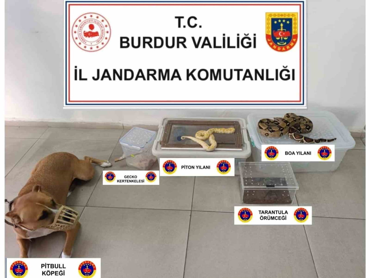 BURDUR'DA BURMA PİTONU, KIRMIZI KUYRUKLU BOA YILANI, TARANTULA ÖRÜMCEK, KERTENKELE VE PİTBULL ELE...