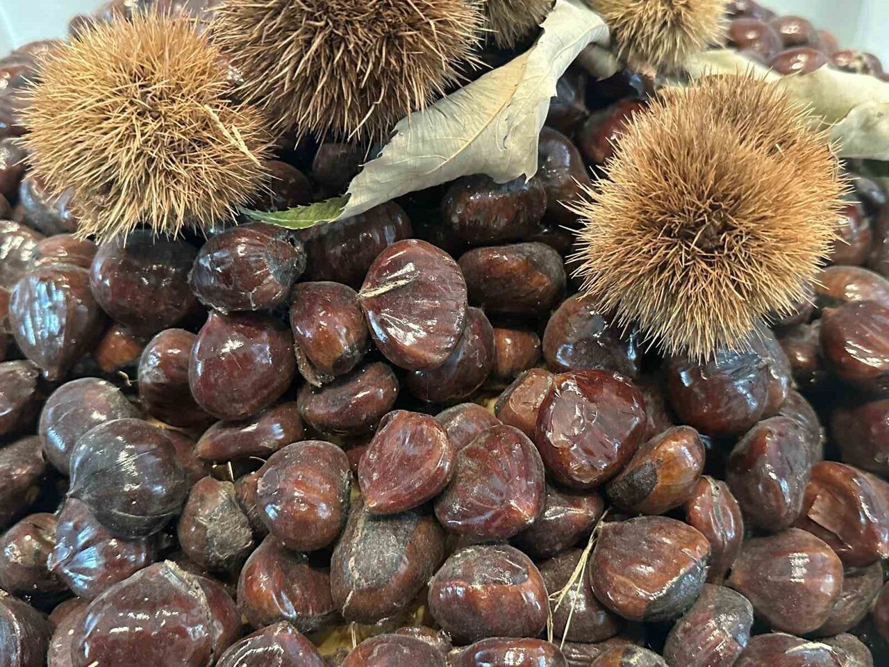 BURSA BÜYÜKŞEHİR BELEDİYESİNCE DÜZENLENEN BURSA KESTANESİNİN GELECEĞİ PANELİ'NDE KESTANE ÜRETİMİ...