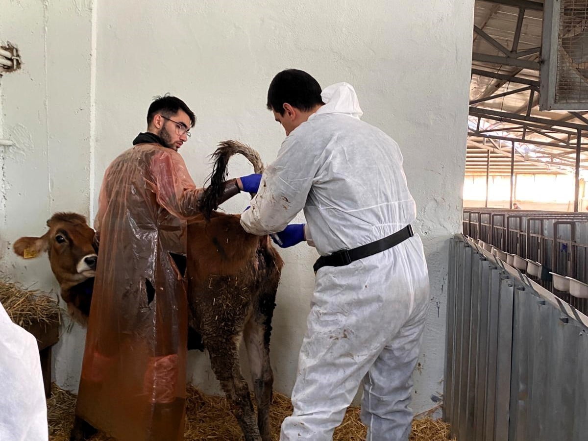 BÜYÜKBAŞ HAYVANLARIN KONTROLLERİ YAPILDI