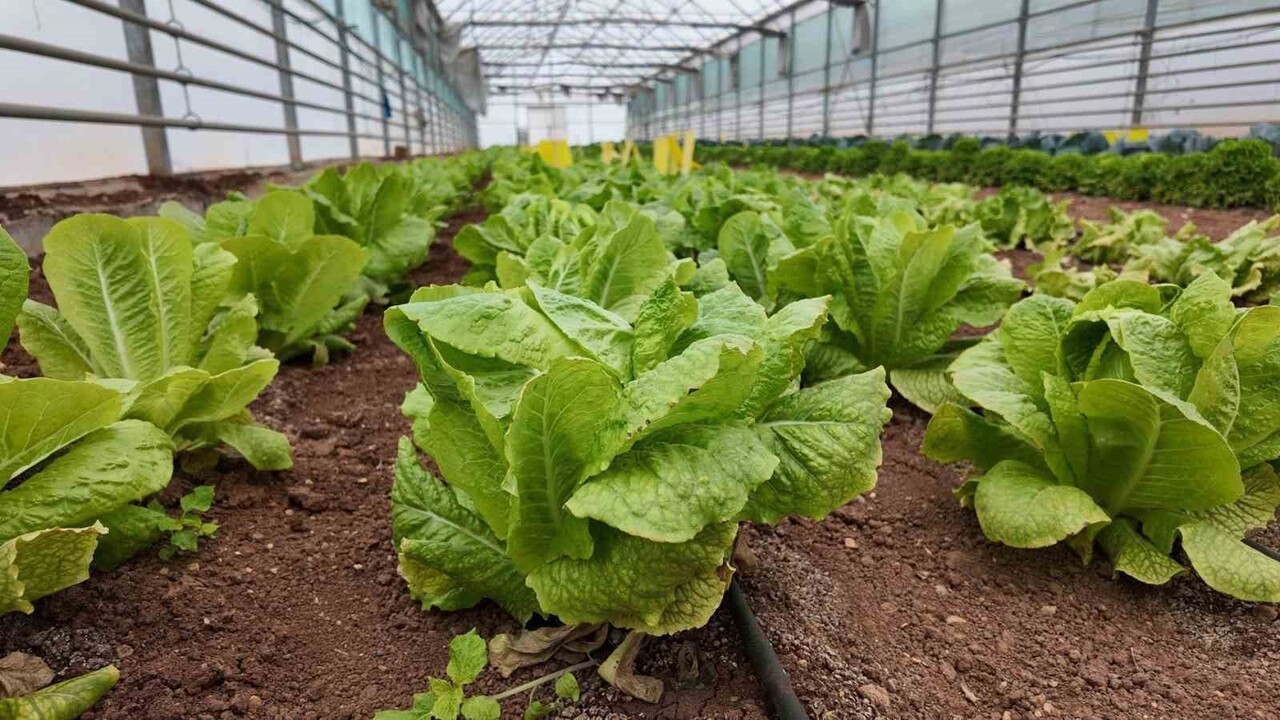 BÜYÜKŞEHİR BELEDİYESİ SERALARINDA KIŞLIK SEBZE HASADI BAŞLADI