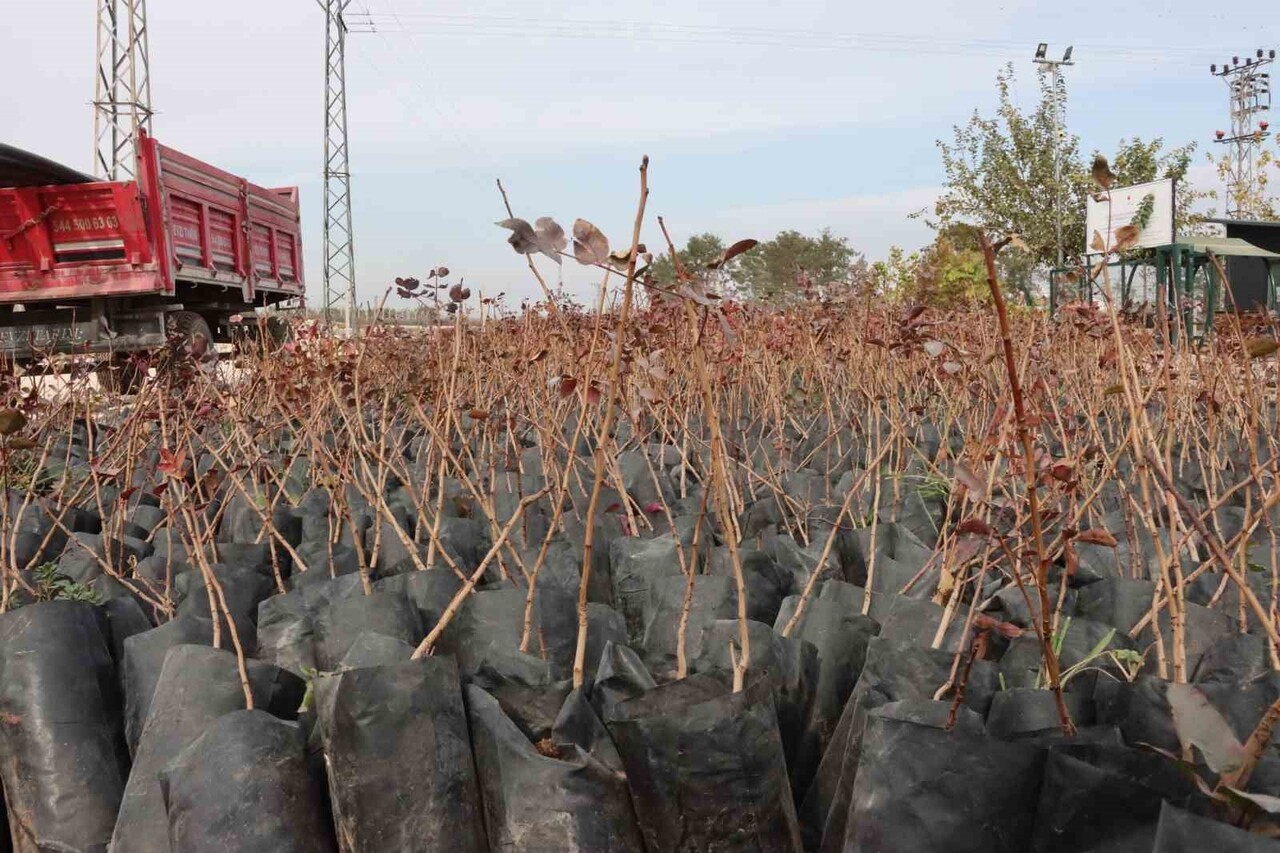 BÜYÜKŞEHİR’DEN ÇİFTÇİLERE 35 BİN FISTIK FİDANI DESTEĞİ