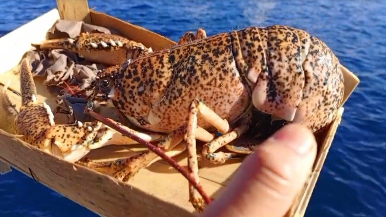 ÇANAKKALE’DE SU ÜRÜNLERİ AVCILIĞI DENETİMLERİNDE 525 KİLOGRAM BALIĞA EL KONULDU.