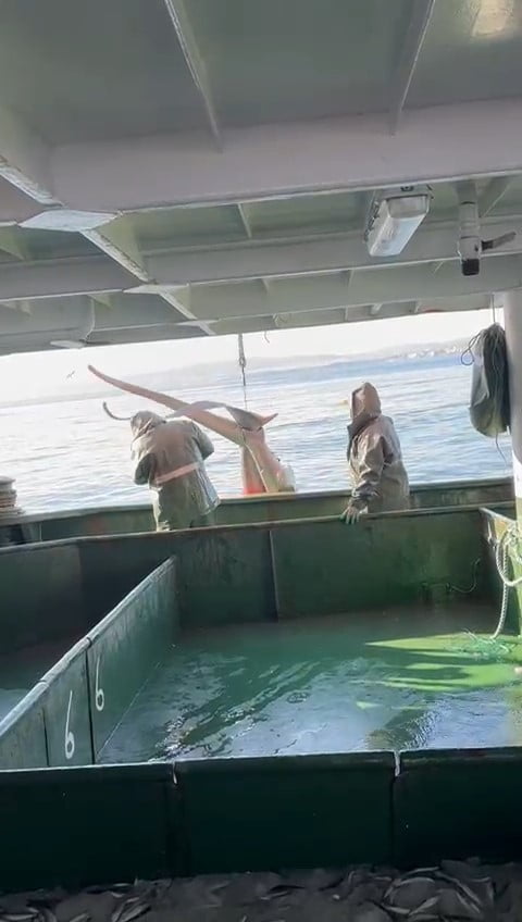 ÇANAKKALE’NİN GELİBOLU İLÇESİ AÇIKLARINDA AVLANAN  BALIKÇILARIN AĞINA TAKILAN 2 KAMÇI KUYRUK CİNSİ...