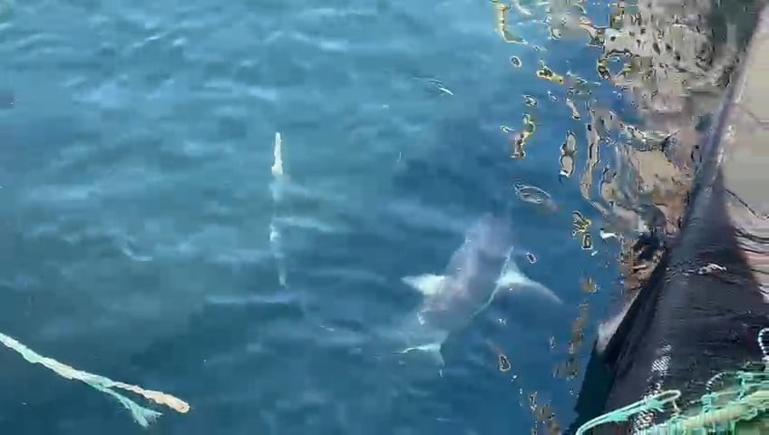 ÇANAKKALE’NİN GELİBOLU İLÇESİ AÇIKLARINDA AVLANAN  BALIKÇILARIN AĞINA TAKILAN 2 KAMÇI KUYRUK CİNSİ...