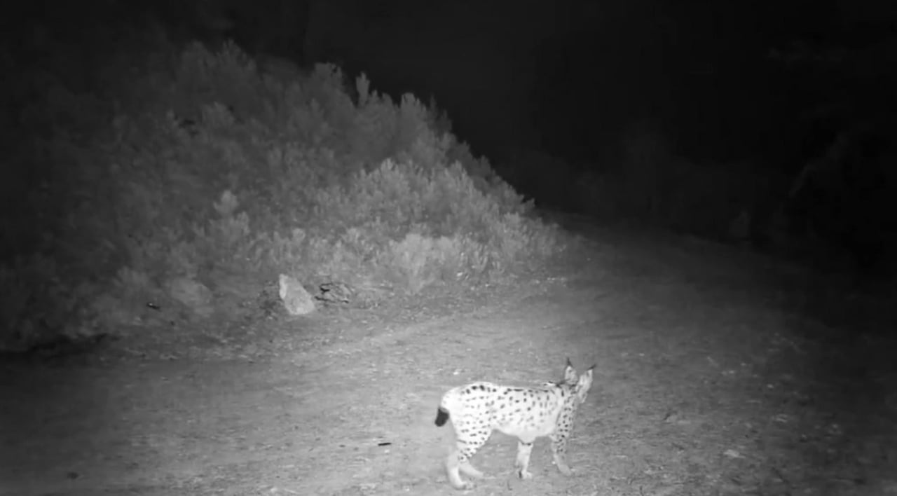 ÇANKIRI'DA DOĞAYA YERLEŞTİRİLEN FOTOKAPAN KAMERALAR, NESLİ TÜKENME TEHLİKESİ ALTINDAKİ VAŞAKLARI...