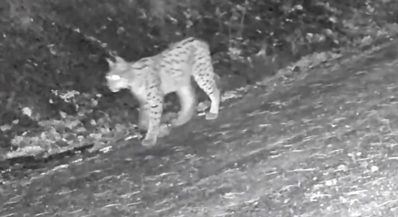 ÇANKIRI'DA DOĞAYA YERLEŞTİRİLEN FOTOKAPAN KAMERALAR, NESLİ TÜKENME TEHLİKESİ ALTINDAKİ VAŞAKLARI...