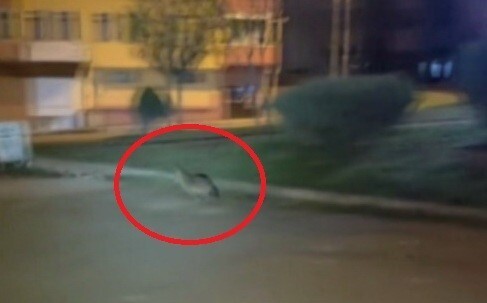 CEP TELEFONU KAMERASIYLA GÖRÜNTÜLENDİ.