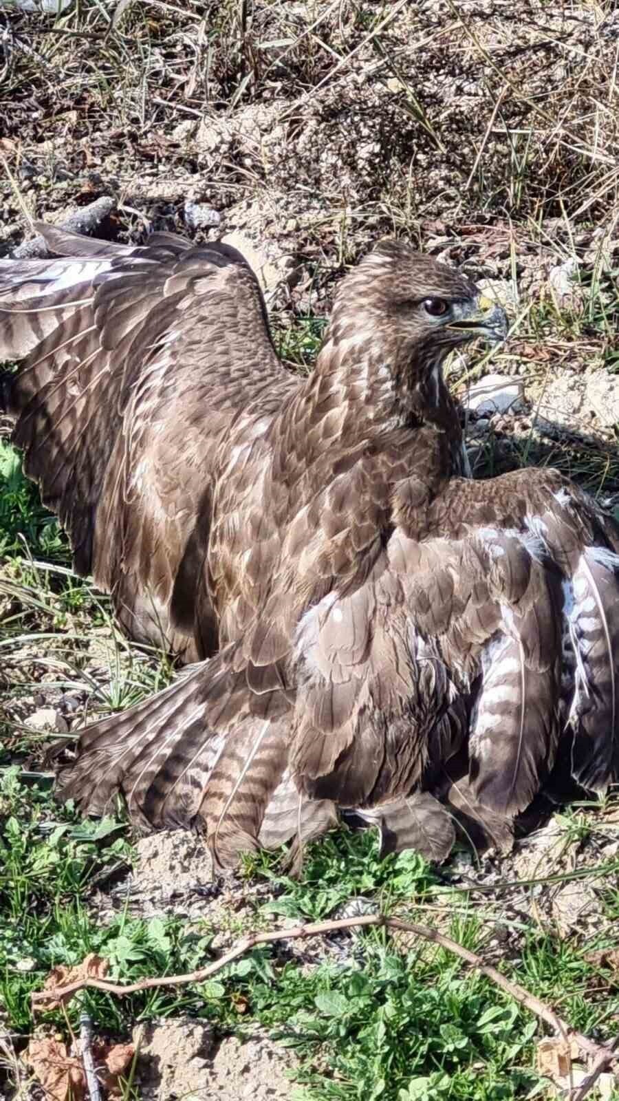 DENİZLİ’NİN BULDAN İLÇESİNDE TARLADA YARALI OLARAK BULUNAN ŞAHİN, TEDAVİ ALTINA ALINDI.