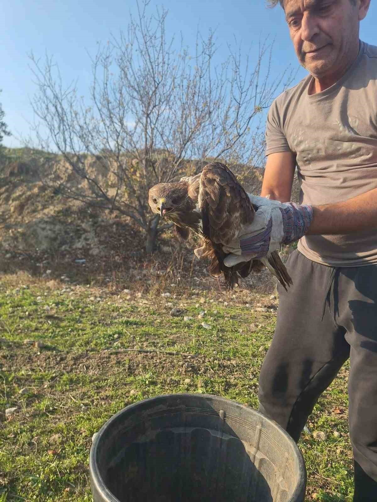 DENİZLİ’NİN BULDAN İLÇESİNDE TARLADA YARALI OLARAK BULUNAN ŞAHİN, TEDAVİ ALTINA ALINDI.