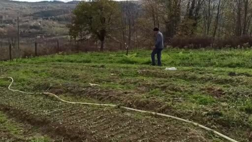 Devrek'te salep fidelerinin dikimine başlandı