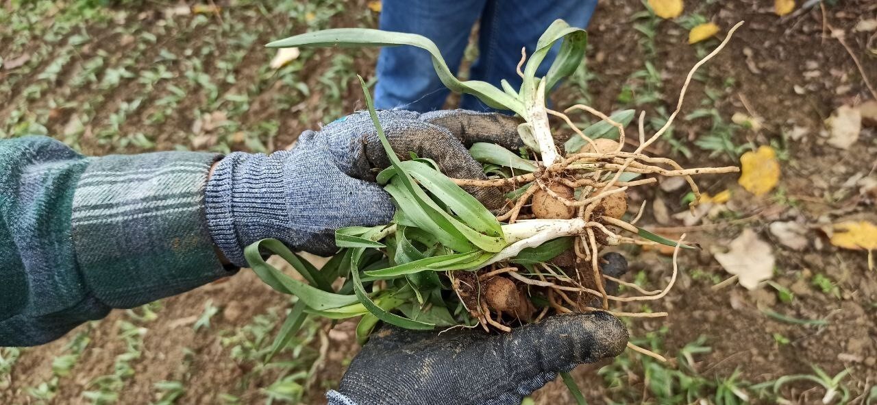 DEVREK İLÇESİNDE SALEP FİDELERİNİN DİKİMİNE BAŞLADI.