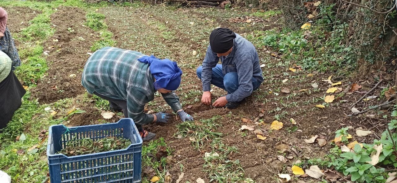 DEVREK İLÇESİNDE SALEP FİDELERİNİN DİKİMİNE BAŞLADI.