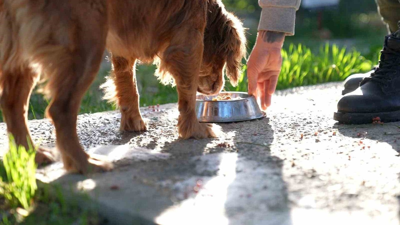 DİDİM BELEDİYESİ, ÇEVREYİ KORUMAYA VE SOKAK HAYVANLARININ BESLENMESİNE YÖNELİK ÖNEMLİ BİR PROJEYİ...