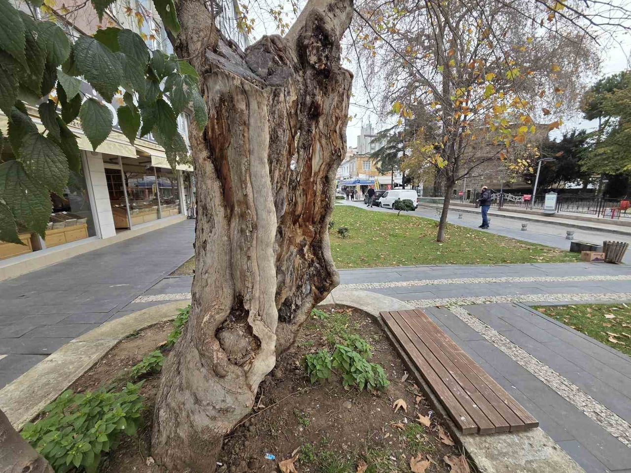 DIŞARIDAN BAKILDIĞINDA İÇİ TAMAMEN BOŞ OLAN VE SADECE DIŞ KABUKLA AYAKTA KALAN ÇINAR AĞACI, ÜST...