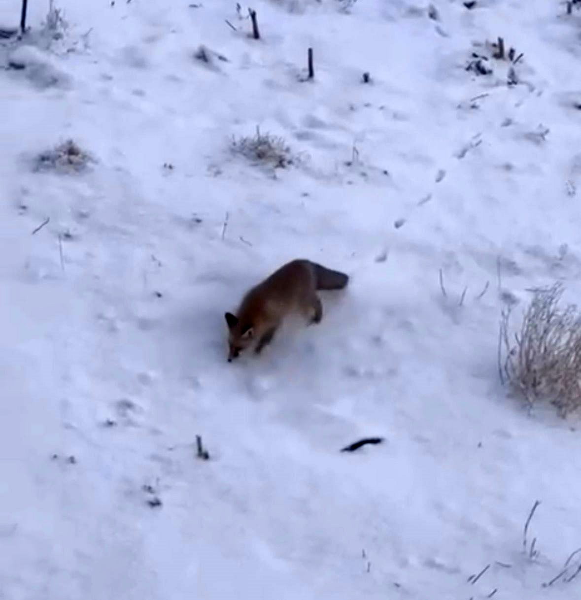 DİYADİN İLÇESİNDE AÇ KALAN TİLKİLER ŞEHİR MERKEZİNDE GÖRÜNTÜLENDİ.