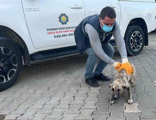 DİYARBAKIR BÜYÜKŞEHİR BELEDİYESİ VETERİNER İŞLERİ DAİRE BAŞKANLIĞINA BAĞLI HAYVAN BAKIMEVİ VE...