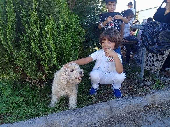 DİYARBAKIR BÜYÜKŞEHİR BELEDİYESİ VETERİNER İŞLERİ DAİRE BAŞKANLIĞINA BAĞLI HAYVAN BAKIMEVİ VE...