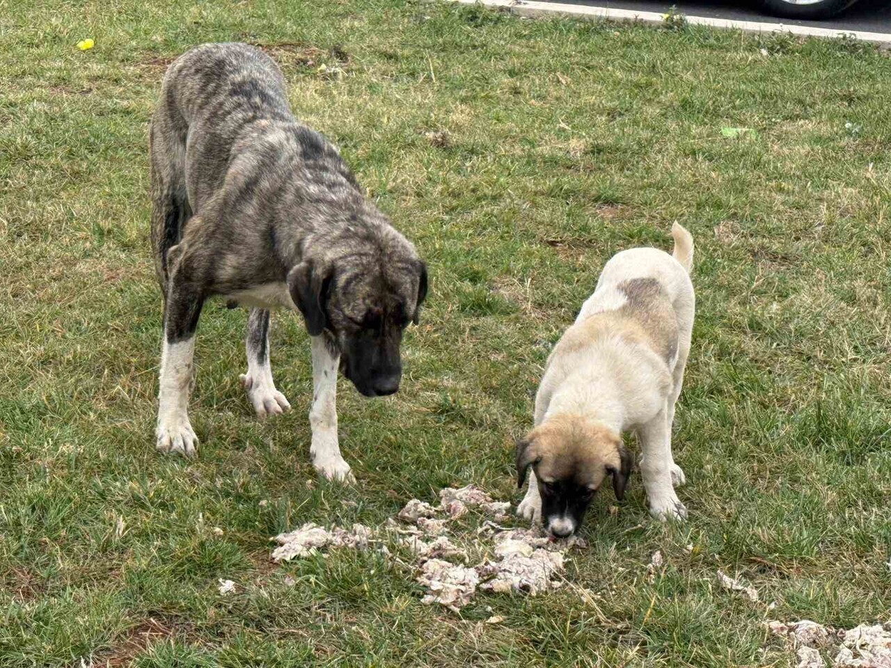 DİYARBAKIR’DA YAŞAYAN KADİR AYDOĞMUŞ, HEM HAFTA SONLARI HEM DE HAFTA İÇİ DURMADAN ÇALIŞAN, EMEĞİNİ...