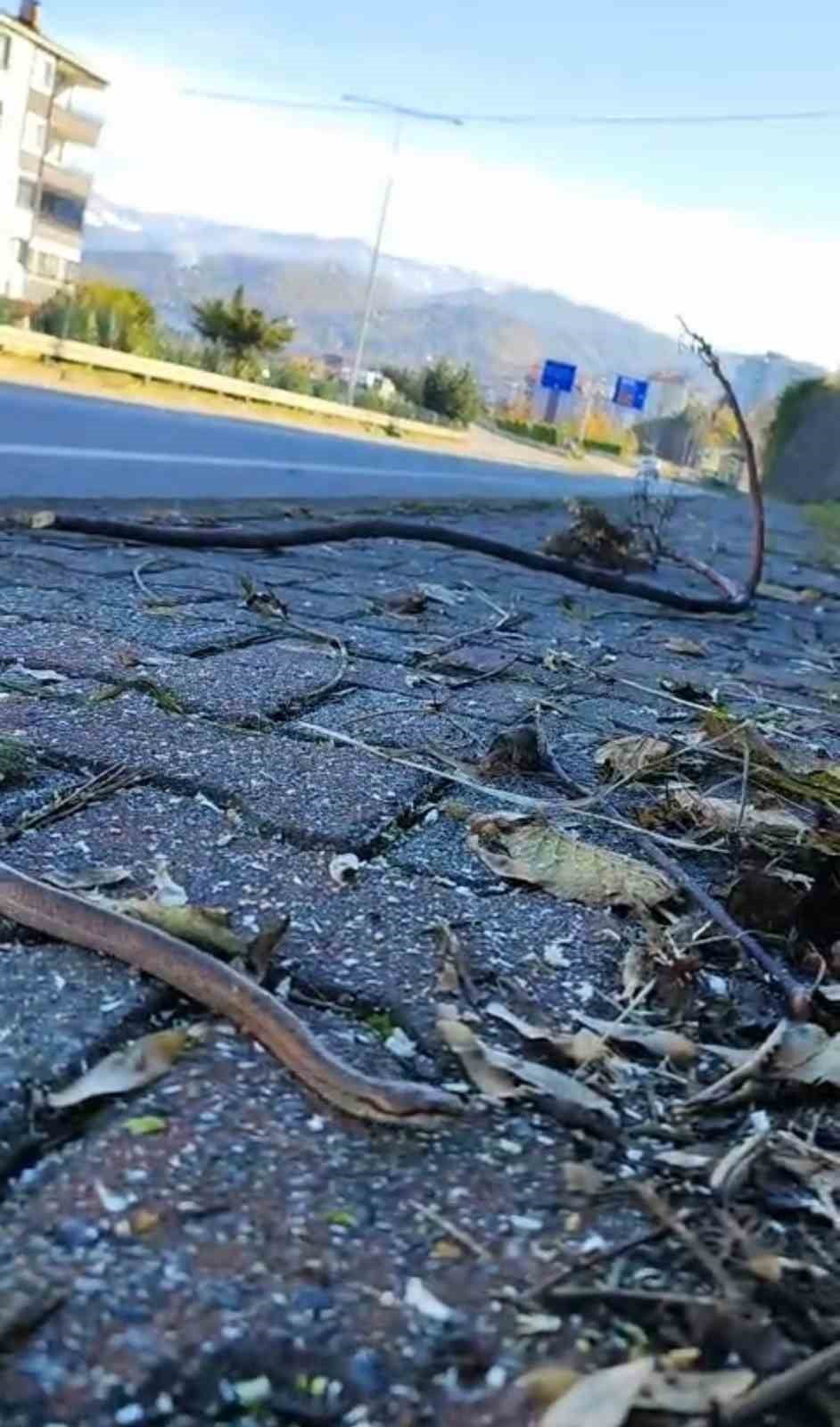 DOĞU KARADENİZ’DE SON GÜNLERDE KIŞ UYKUSUNA YATMASI GEREKEN YABAN HAYVANLARININ YERLEŞİM...