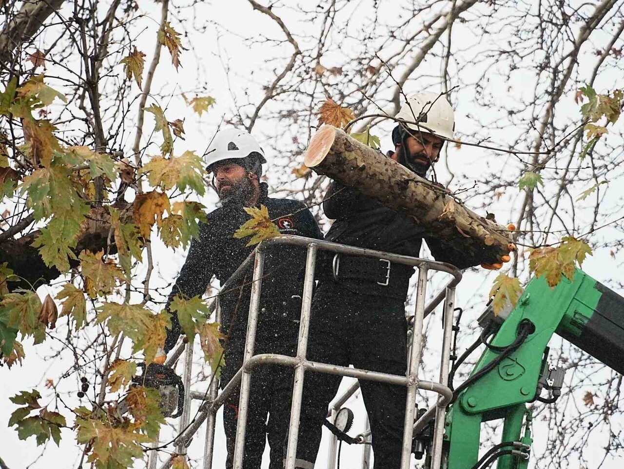 DÜZCE BELEDİYESİ, KIŞ BAKIMLARI KAPSAMINDA AĞAÇLARI BUDAMA ÇALIŞMALARINA DEVAM EDİYOR. PARK VE...