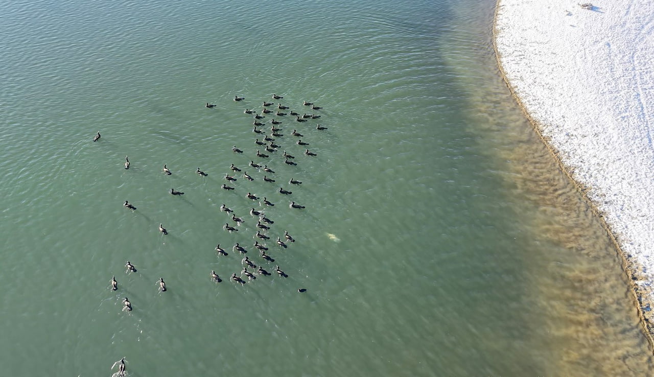 ELAZIĞ'DA ETKİSİNİ SÜRDÜREN SOĞUK HAVA VE KAR YAĞIŞI, CİP BARAJ GÖLÜ'NDE YABAN HAYATINA DAİR...