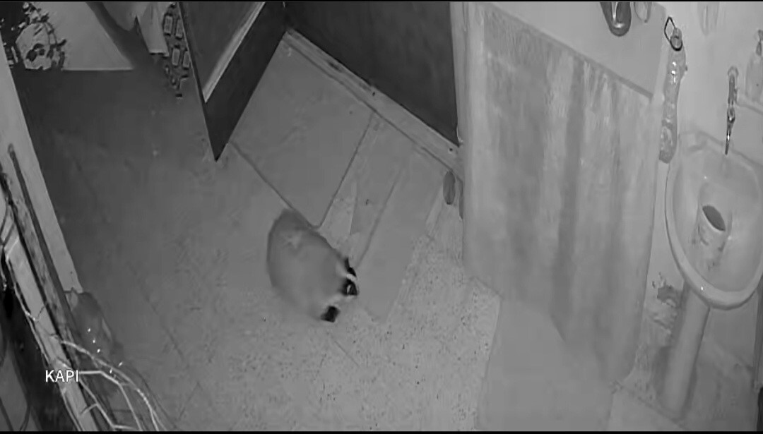 ELAZIĞ'DA KEDİLERİNİN  MAMASINA DADANAN PORSUK İÇİN EVİNE ALARM SİSTEMİ KURDU