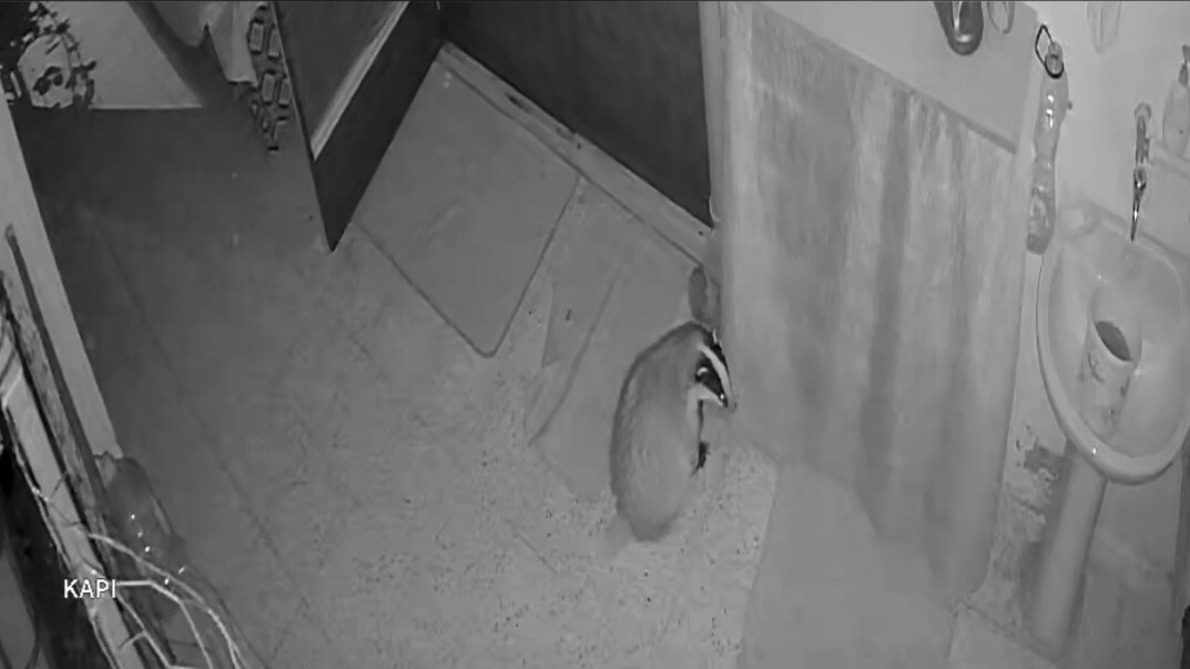 ELAZIĞ'DA KEDİLERİNİN  MAMASINA DADANAN PORSUK İÇİN EVİNE ALARM SİSTEMİ KURDU