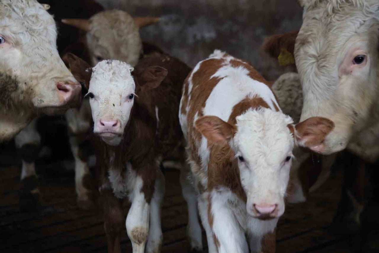 ELAZIĞ'DA YENİ YILA SAYILI GÜNLER KALA DOĞAN BUZAĞILAR, ÇİFTÇİNİN YÜZÜNÜ GÜLDÜRDÜ