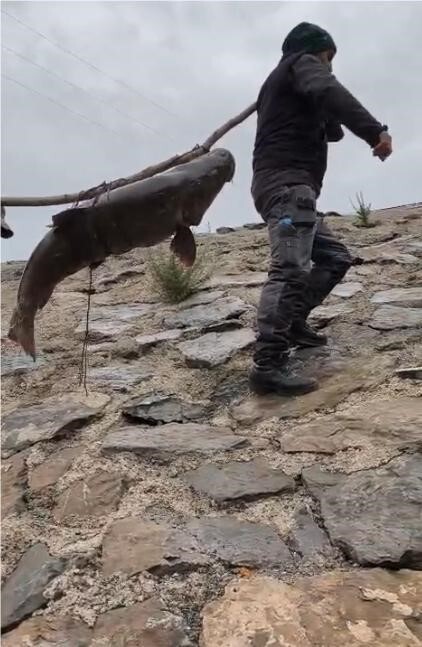 ELAZIĞ’DA NEHİRDE YAKALANAN 60 KİLOLUK DEV TURNA BALIĞINI,ÇAM SIRIĞINA BAĞLAYIP TAŞIDILAR