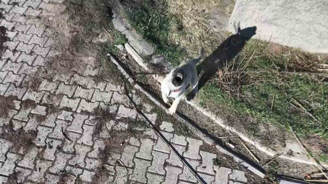 ELAZIĞ’DA YAVRU KANGALIN DRON İLE İMTİHANI RENKLİ GÖRÜNTÜLER OLUŞTURDU.