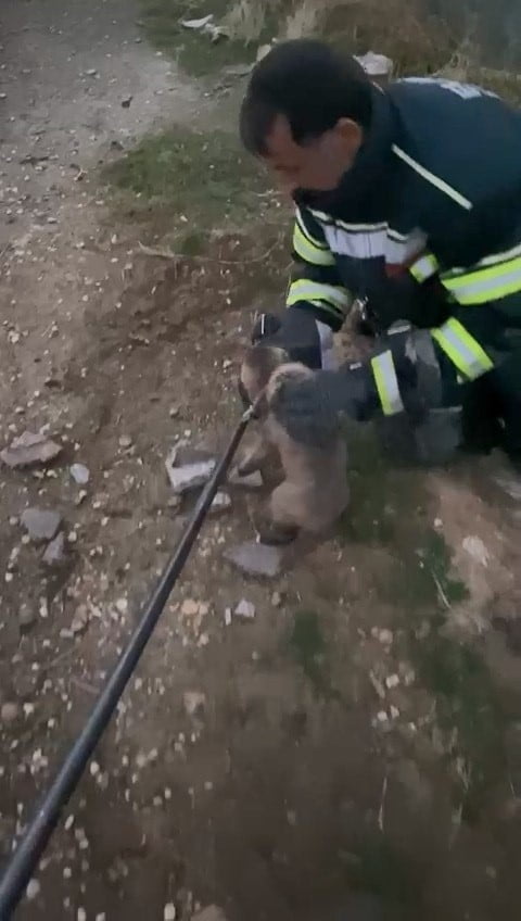 ELAZIĞ’IN ARINDIK KÖYÜNDE 3 METRE DERİNLİĞİNDEKİ LAĞIM ÇUKURUNA DÜŞEN İKİ YAVRU KÖPEK, İTFAİYE...