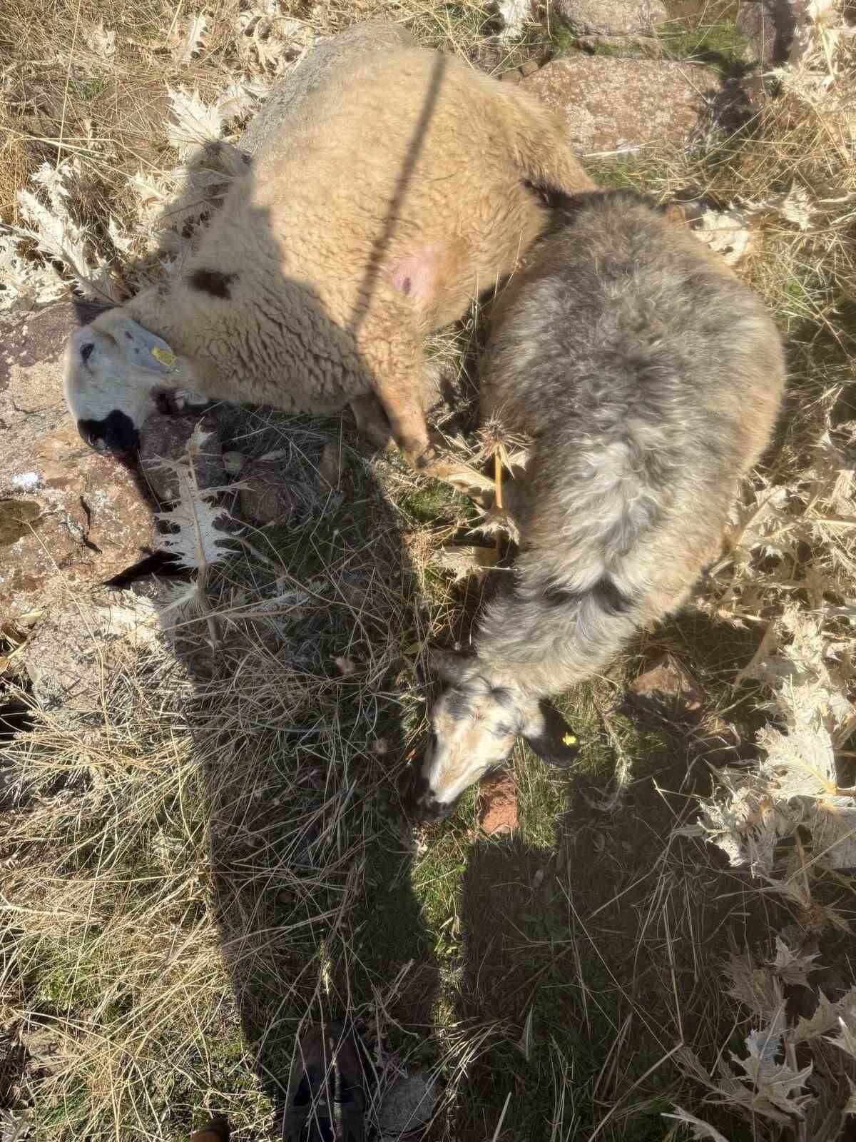 ELAZIĞ’IN KARAKOÇAN İLÇESİNDE SÜRÜDEN AYRILAN KOYUNLARI KURT KAPTI. SÜRÜDEN AYRILAN 28 KOYUN...