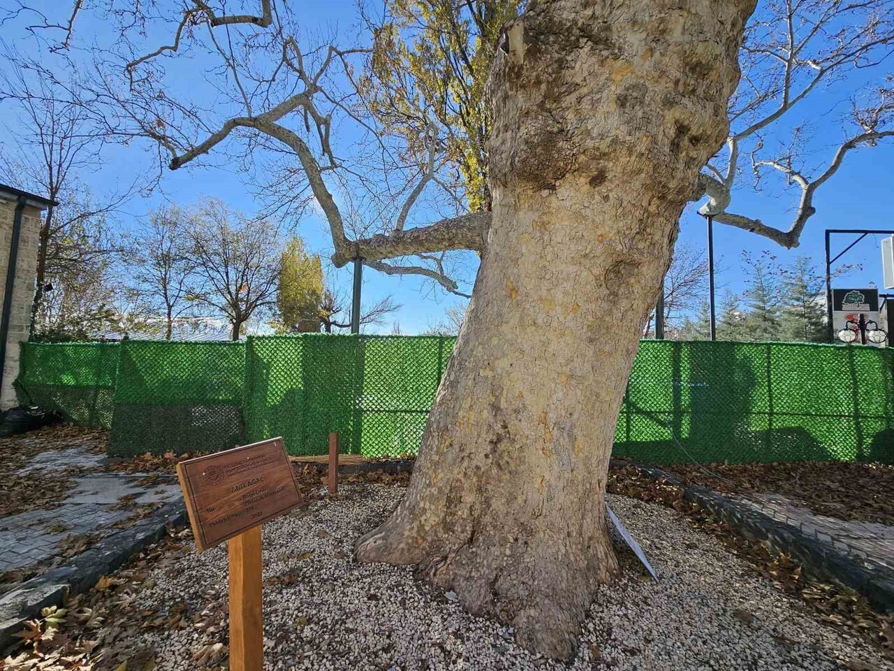 ELAZIĞ’IN TARİHİ HARPUT MAHALLESİ’NDE BULUNAN VE 1700’LÜ YILLARDA DİKİLDİĞİ BİLİNEN TARİHİ ÇINAR...