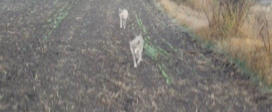 ERZİNCAN’DA KURTLAR AHIRA GİRDİ: 10 KOYUN TELEF OLDU, 10 KOYUN YARALANDI