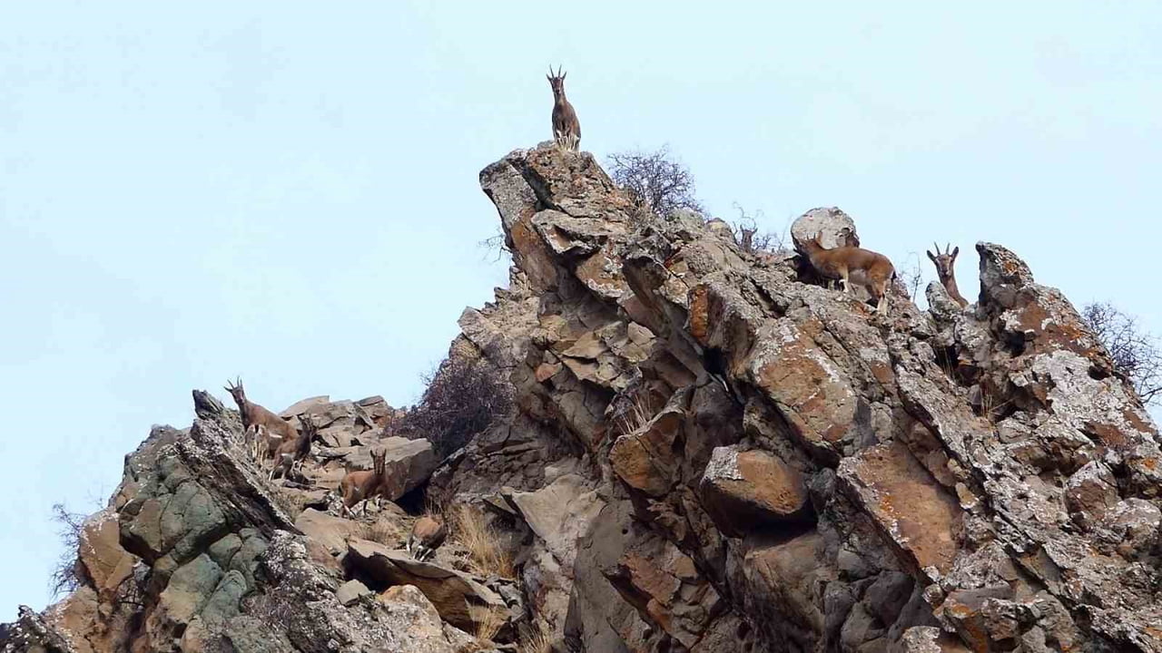 ERZURUM'UN OLTU İLÇESİNDE KURULAN FOTOKAPANLAR VE VATANDAŞLARIN YABAN HAYATINDA GÖRÜNTÜLEDİĞİ...